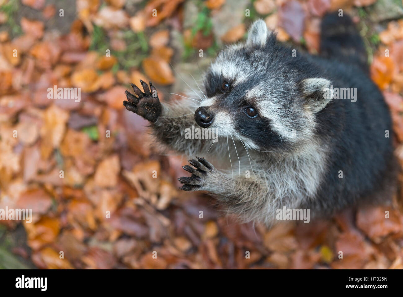 Racoon sits in the tree, Racoon, Procyon lotor, racoon, Waschbaer sitzt im Baum, Procyon lotor,, Waschbaer Stock Photo