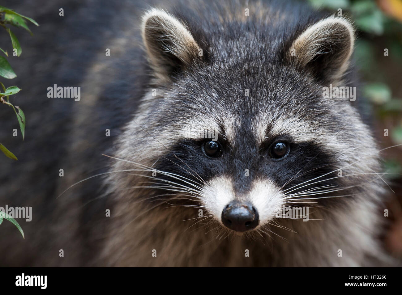 Racoon sits in the tree, Racoon, Procyon lotor,, Waschbaer sitzt im Baum Stock Photo