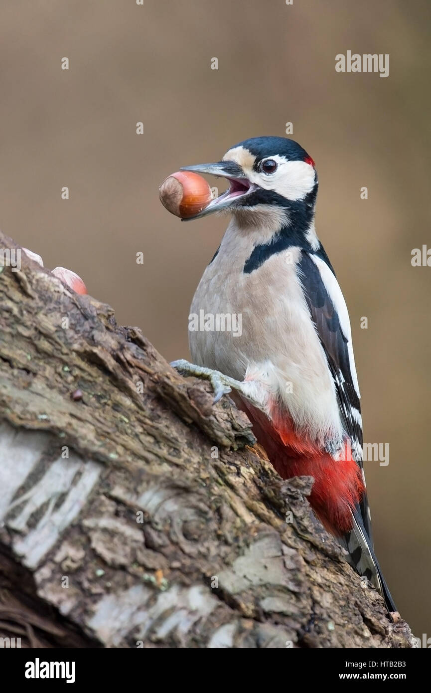 Spotted woodpecker with nut to the woodpecker smiths, Buntspecht mit Nuss an der Spechtschmiede Stock Photo