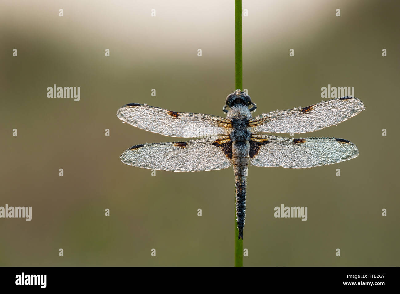 4 spot dragonfly in the morning rope in the moor, Vierfleck-Libelle im Morgentau im Moor Stock Photo