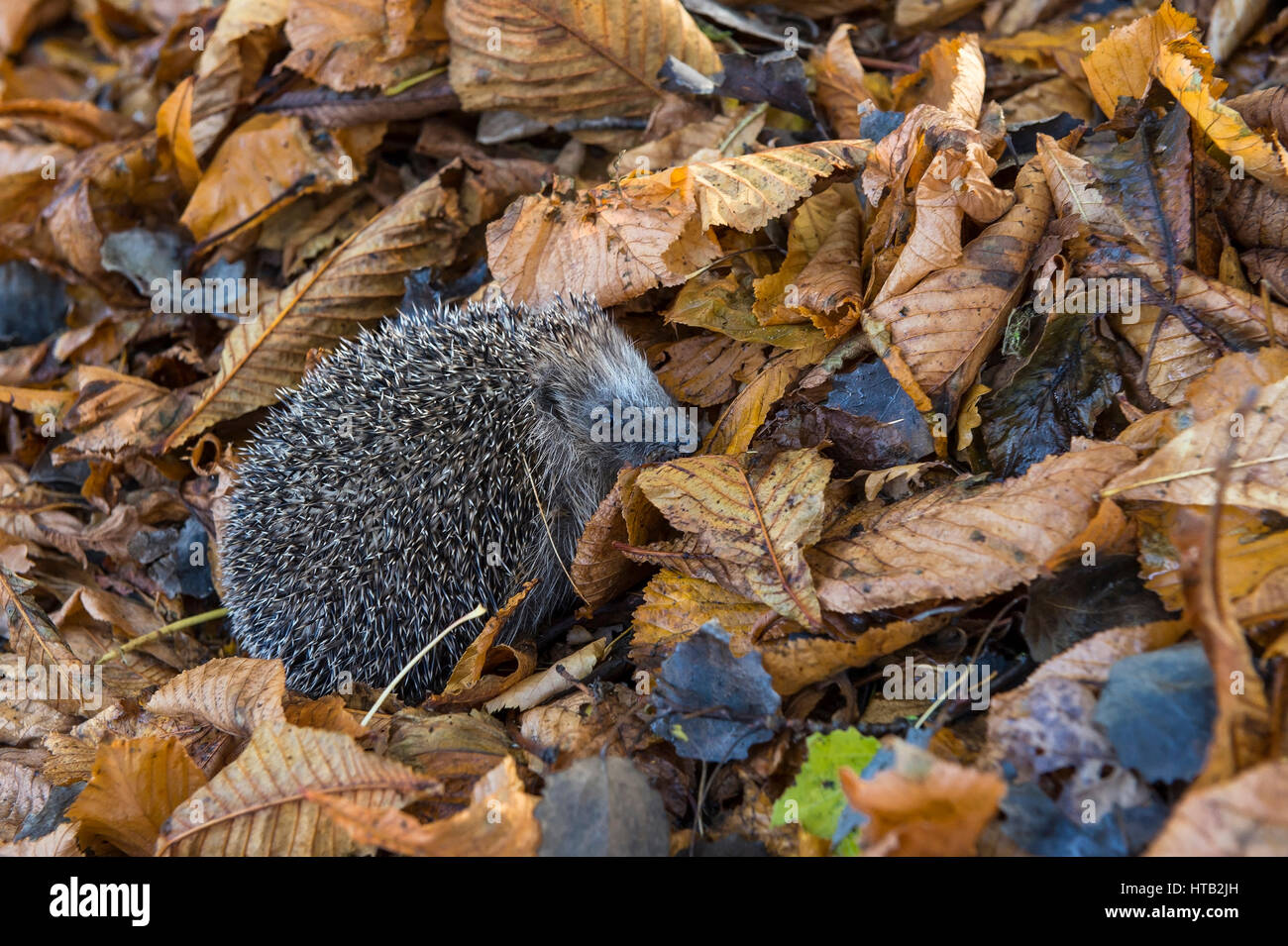 European hedgehog, autumn foliage, Erinaceidae, hedgehog in autumn, Europaeischer Igel, Herbstlaub, , Igel im Herbst Stock Photo