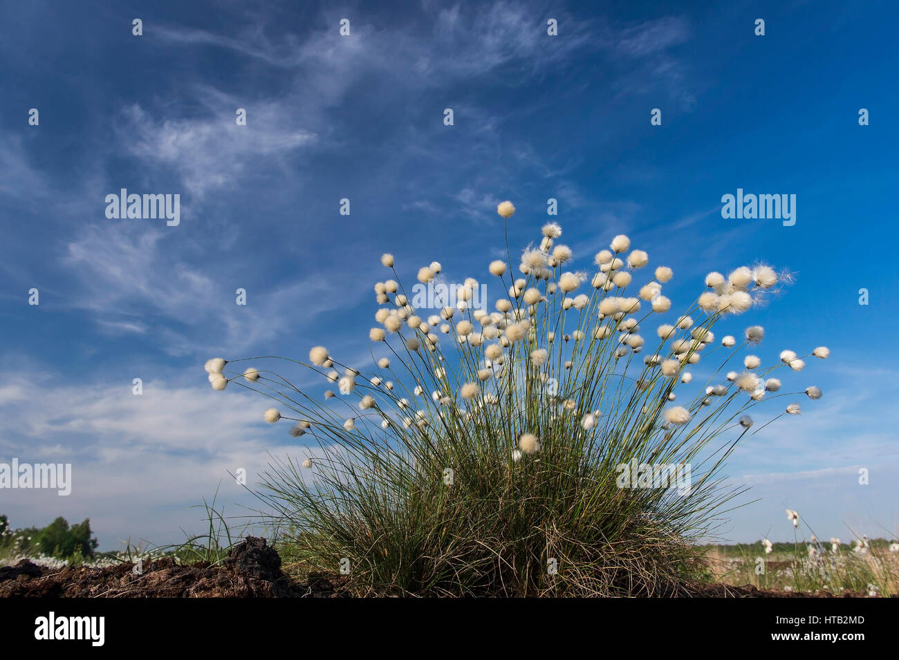 Cotton grass, moor cotton grass, dissolution cotton grass, Eriophorum