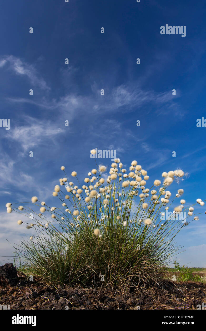 Cotton grass, moor cotton grass, dissolution cotton grass, Eriophorum