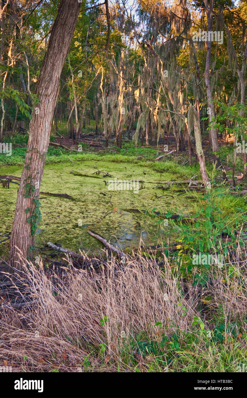 Pond covered with duckweeds with spanish moss growing over trees near Elm Lake in Brazos Bend State Park near Houston, Texas, USA Stock Photo