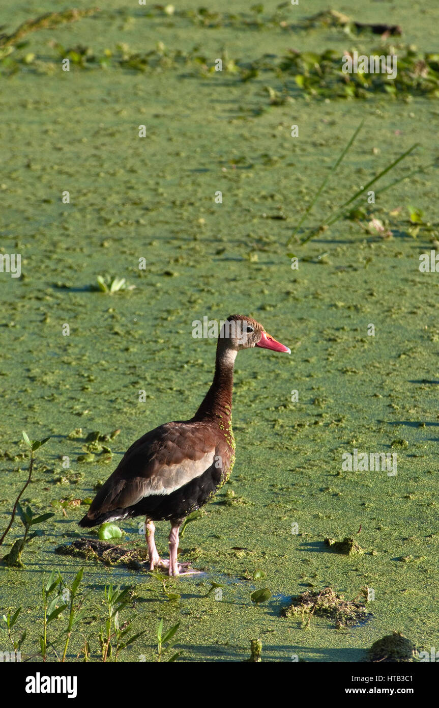 Black bellied whistling duck (Dendrocygna autumnalis) at Elm Lake covered with lemna (duckweeds) in Brazos Bend State Park near Houston, Texas, USA Stock Photo