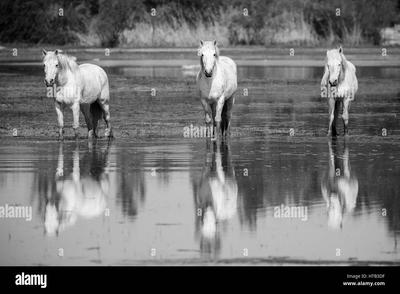 Cavalli bianchi riflessi nell'acqua Stock Photo