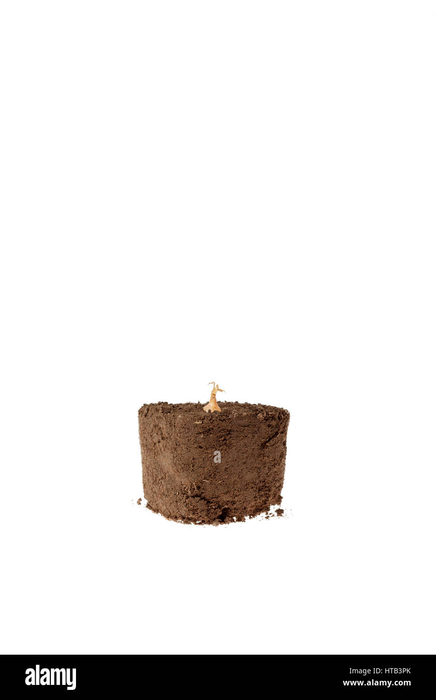 Bulb growing in dirt. Stock Photo