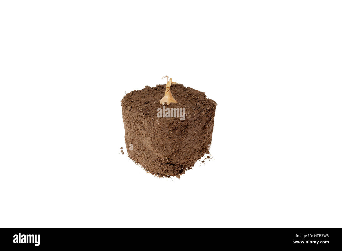 Bulb growing in dirt with a white background. Stock Photo