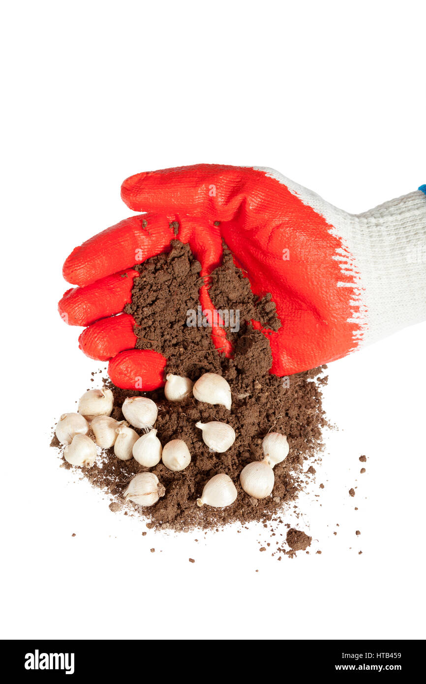 Gloves, soil and flower bulbs on a white background Stock Photo - Alamy