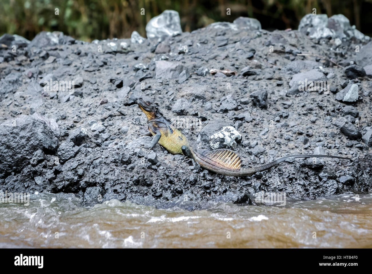 A giant sailfin dragon (probably Hydrosaurus microlophus) lizard is seen on the side of Maiting river in Tana Toraja, South Sulawesi, Indonesia. Stock Photo