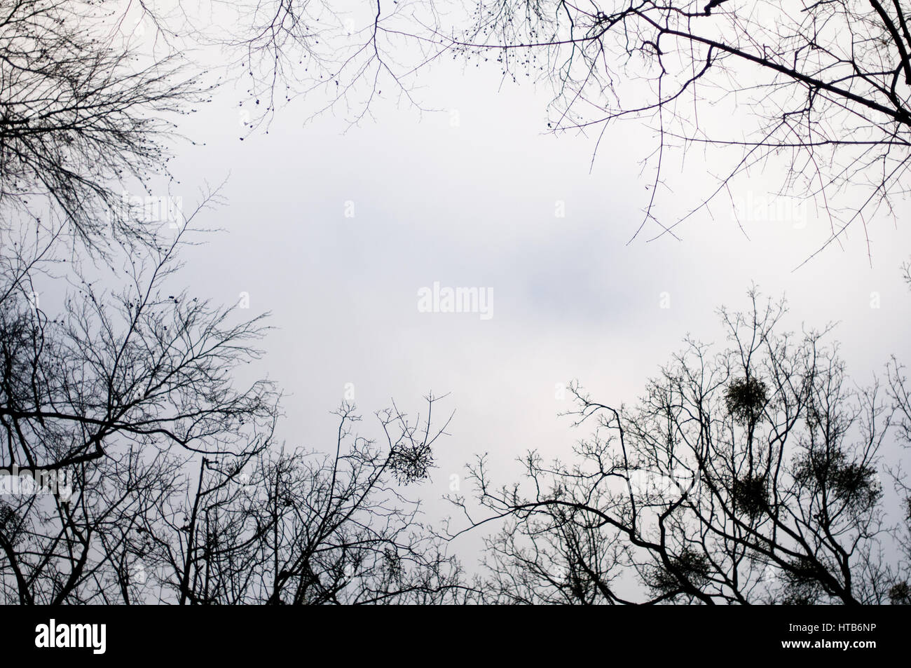 Natural background from tree silhouette and blue sky Stock Photo - Alamy