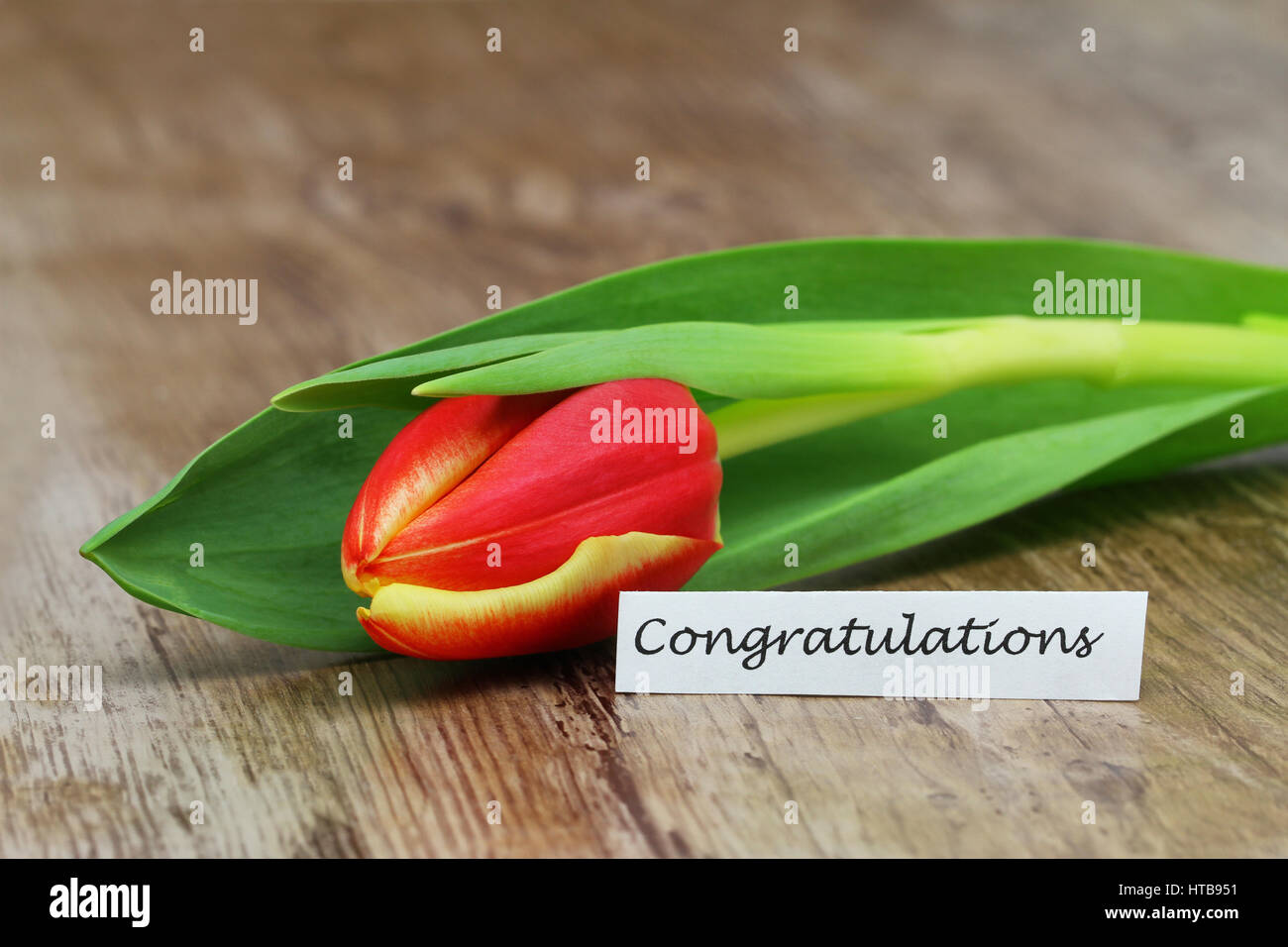Congratulations card with red and yellow tulip on wooden surface Stock Photo