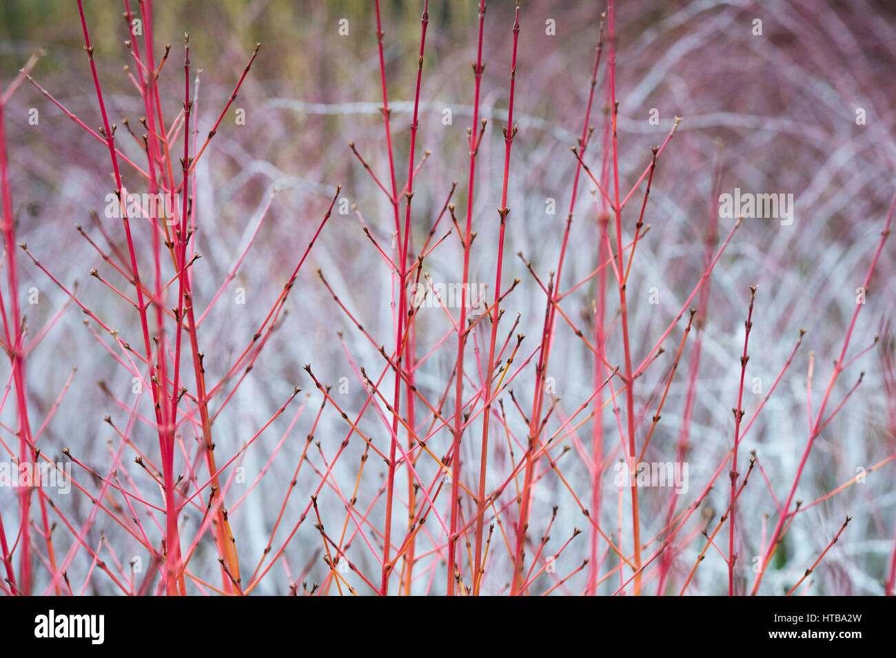 Cornus Sanguinea 'Midwinter Fire'. Dogwood 'Midwinter Fire' coloured stems in winter in front of Rubus biflorus at RHS Wisley gardens, Surrey, England Stock Photo