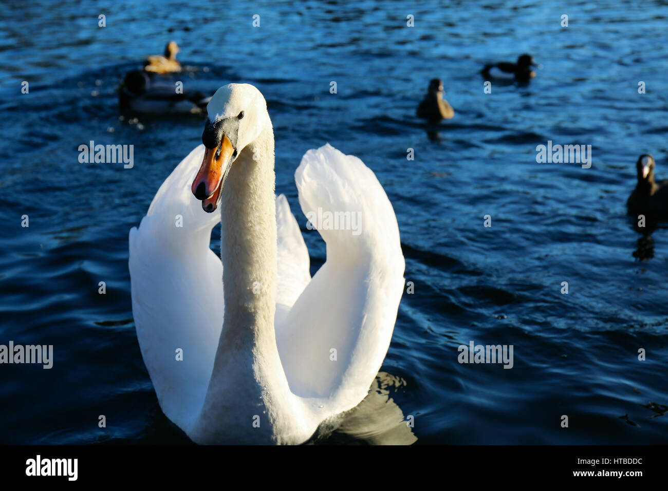 Angry swan in blue water of the lake in a park on a sunny day, ducks in the background. Stock Photo