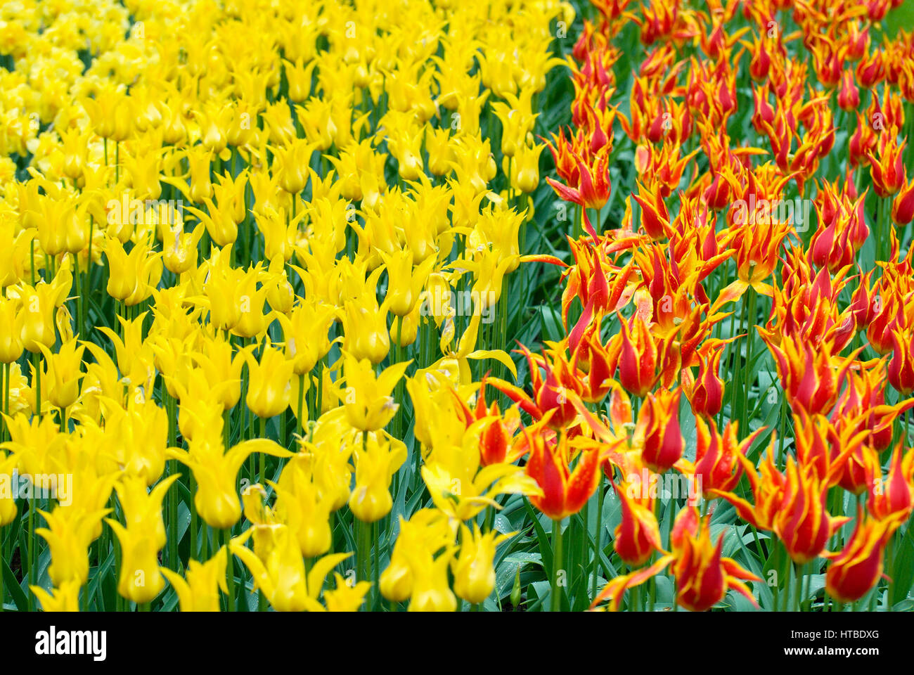 Colorful flowers grow in Keukenhof Garden in the Netherlands Stock