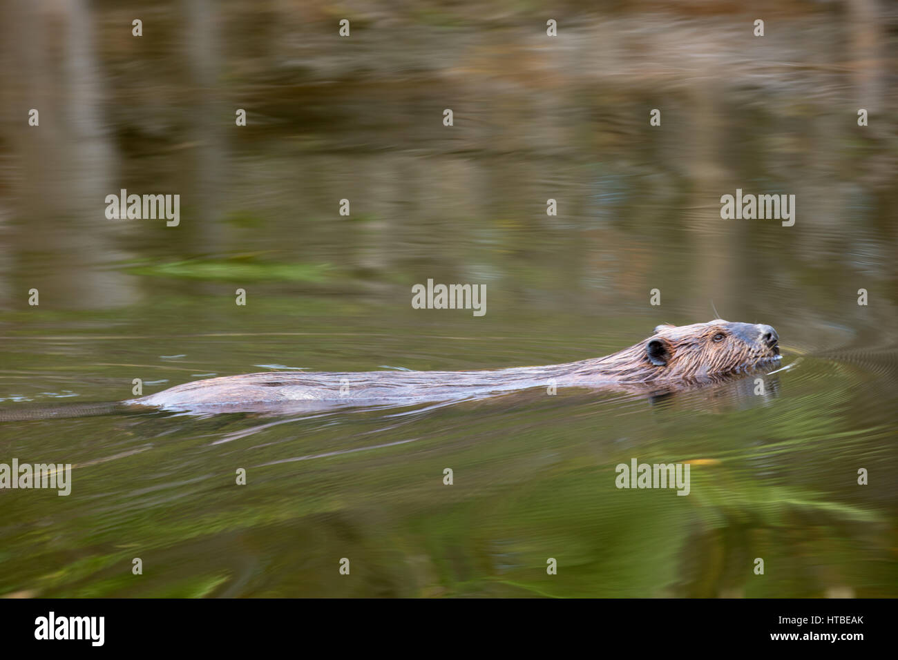 A beaver swimming in a pond nr Whitefish Falls, Sudbury District, Ontario, Canada Stock Photo