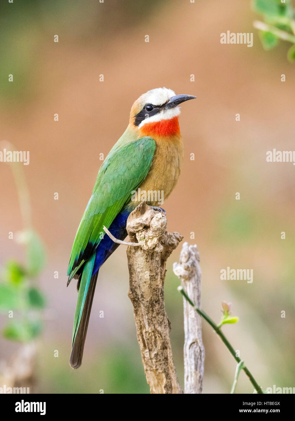 White-fronted bee-eater (Merops bullockoides) Shingwedzi Camp, Kruger NP, Limpopo, South Africa Stock Photo
