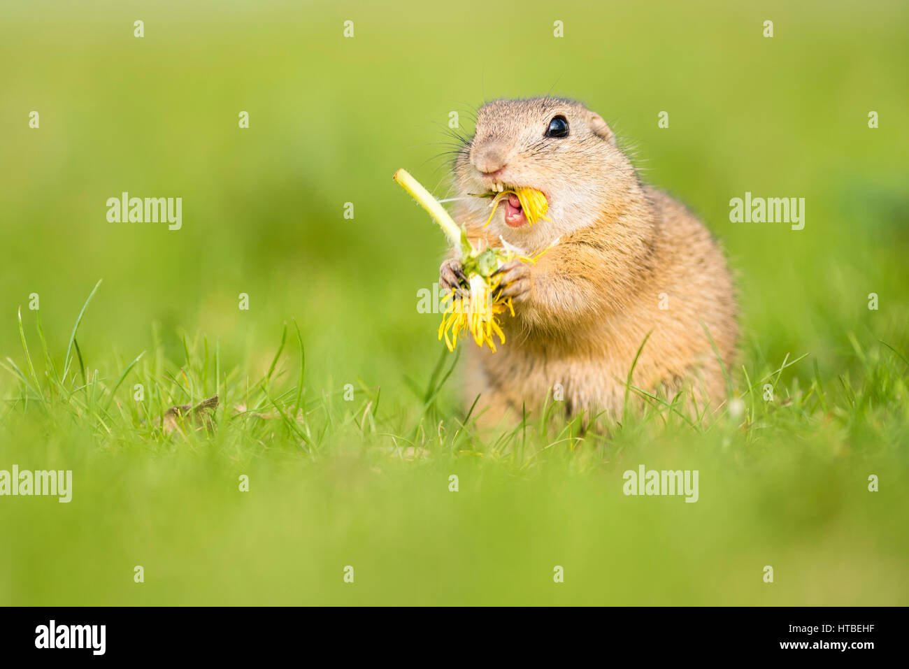 European ground squirrel (Spermophilus citellus citellus) eating