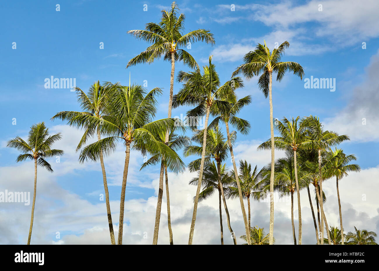 Island palm trees hi-res stock photography and images - Alamy