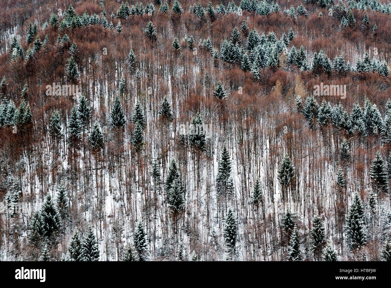 scenic image of late winter forest landscape Stock Photo - Alamy