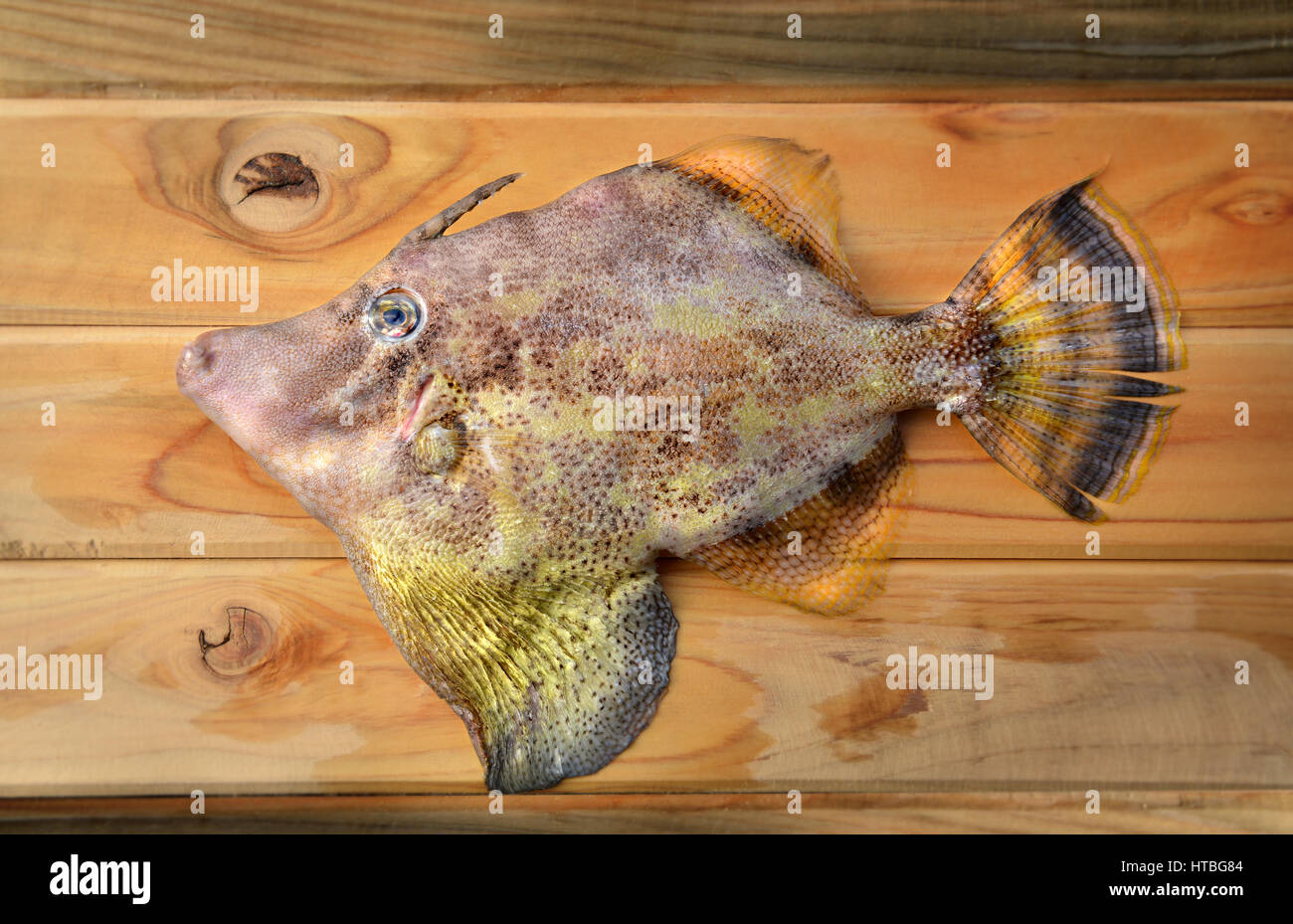 seafood fresh monacanthidae fish from market on wooden and photo in sunlight Stock Photo
