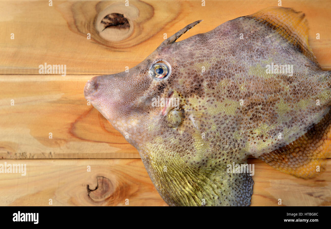 seafood fresh monacanthidae fish from market on wooden and photo in sunlight Stock Photo