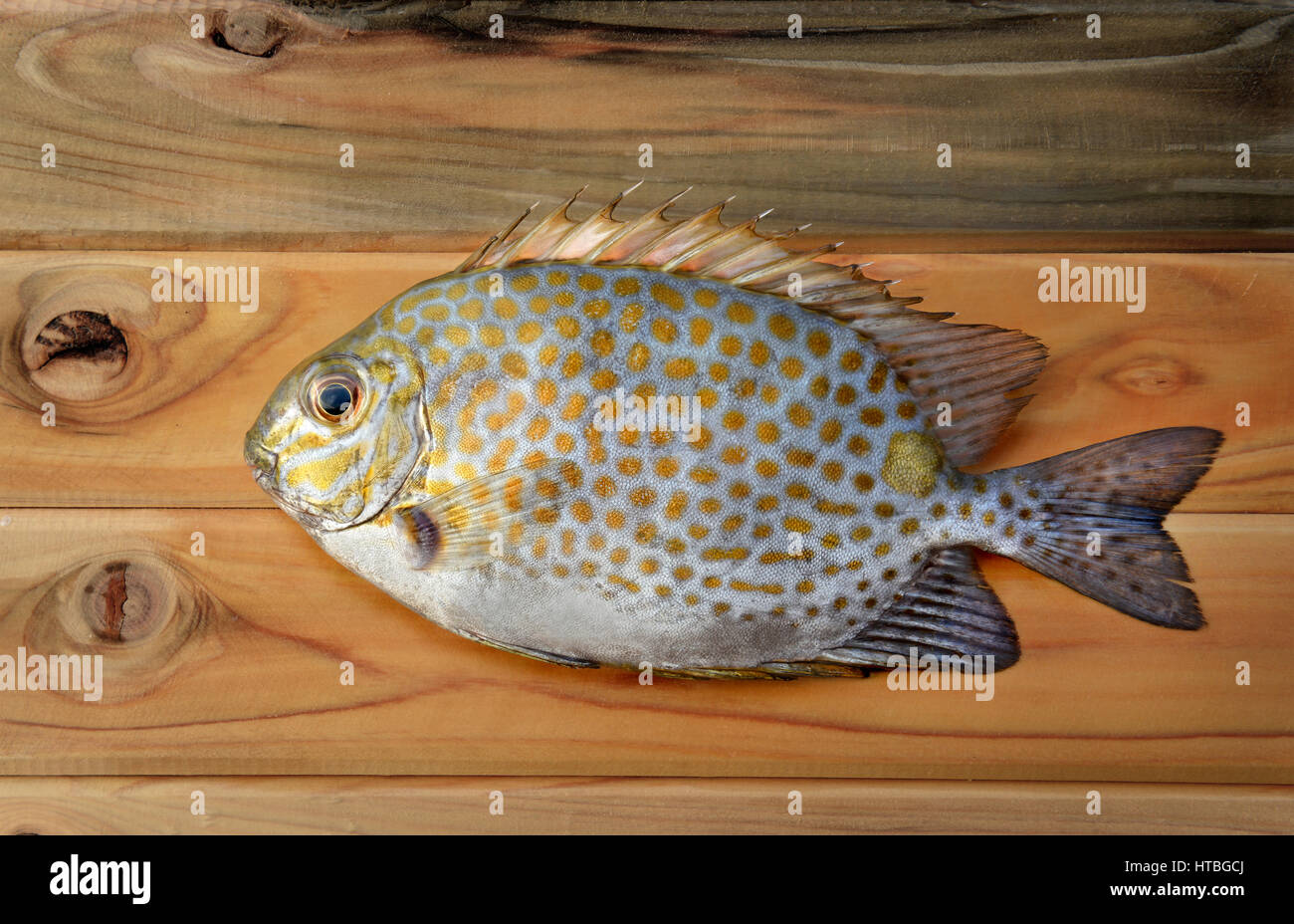 Fresh Siganus guttatus fish from fishery market for cooking it's good kind of seafood photo in outdoor sunlight Stock Photo