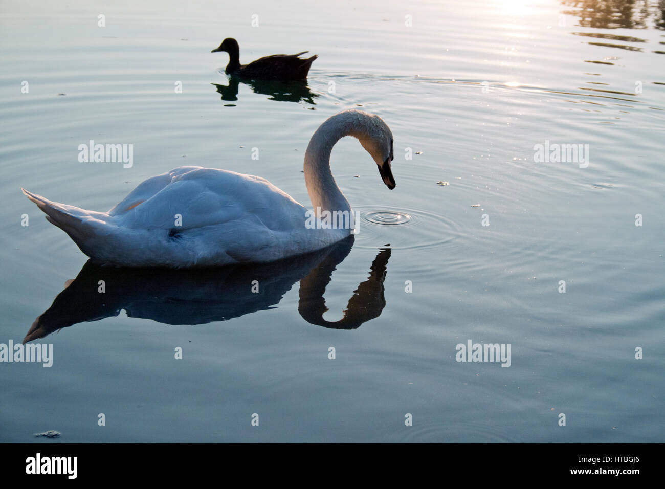 White swan floating on the water Stock Photo