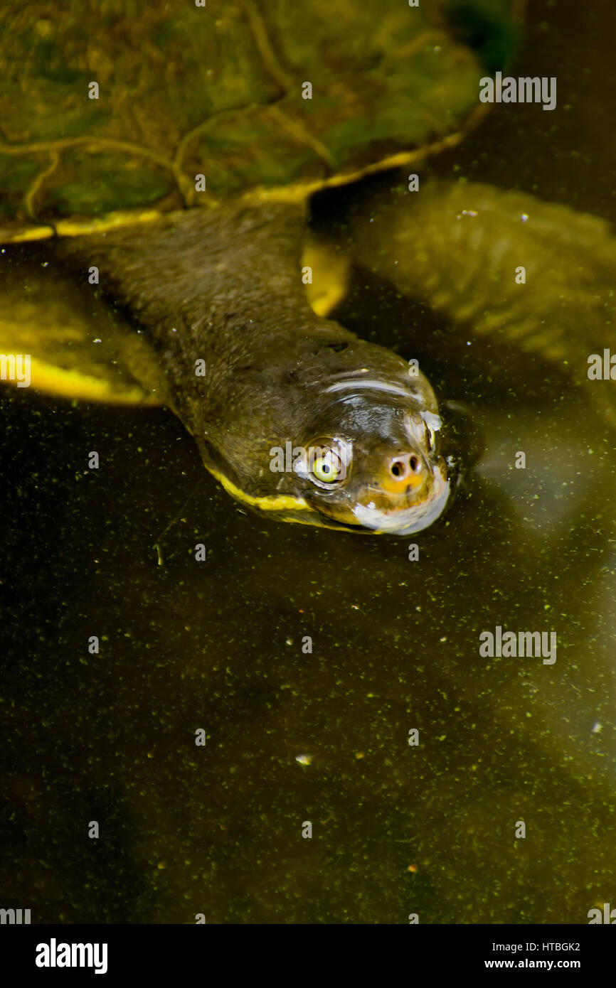 Aquatic turtle floating trickortreating Stock Photo Alamy