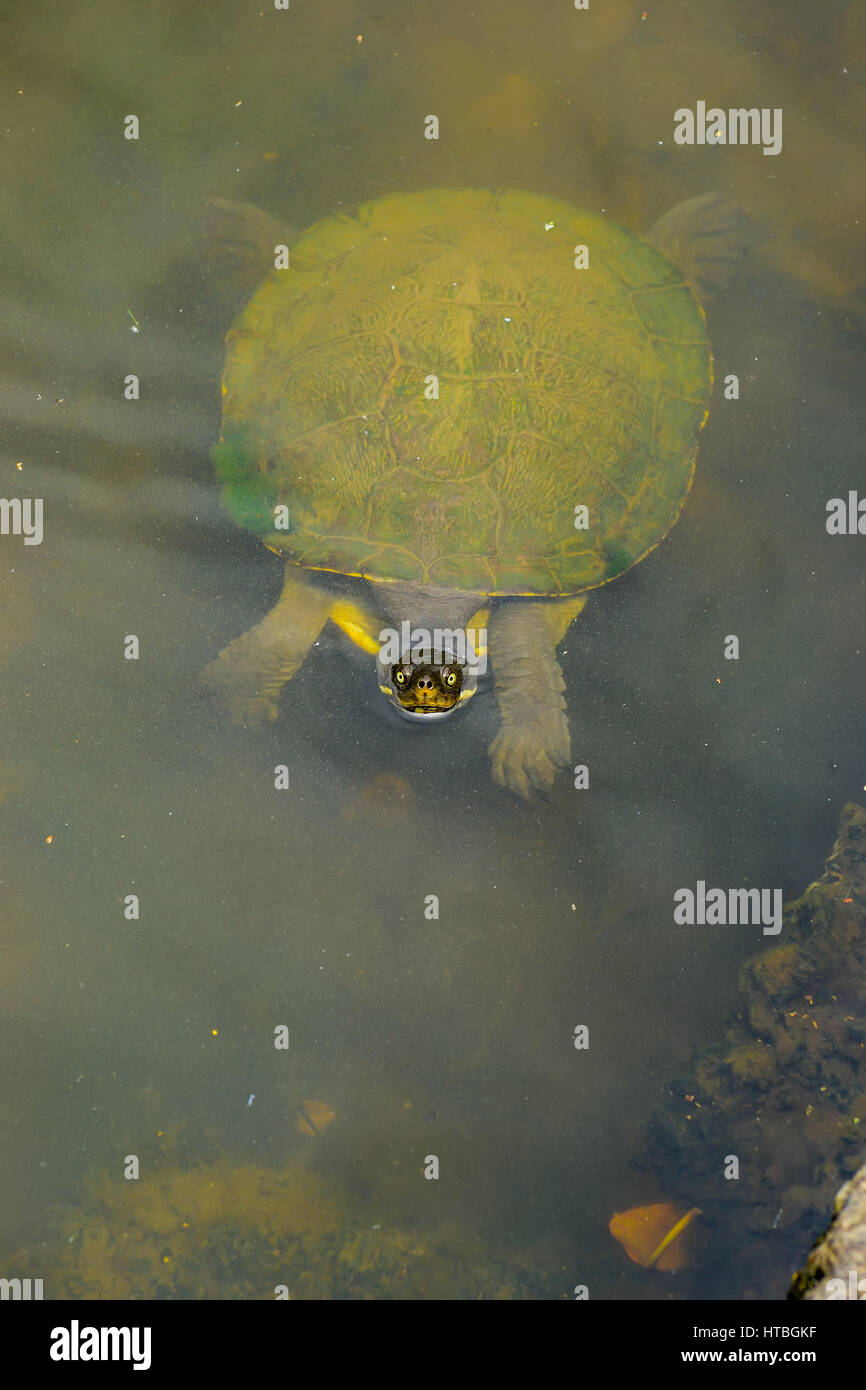 Aquatic turtle floating trickortreating Stock Photo Alamy