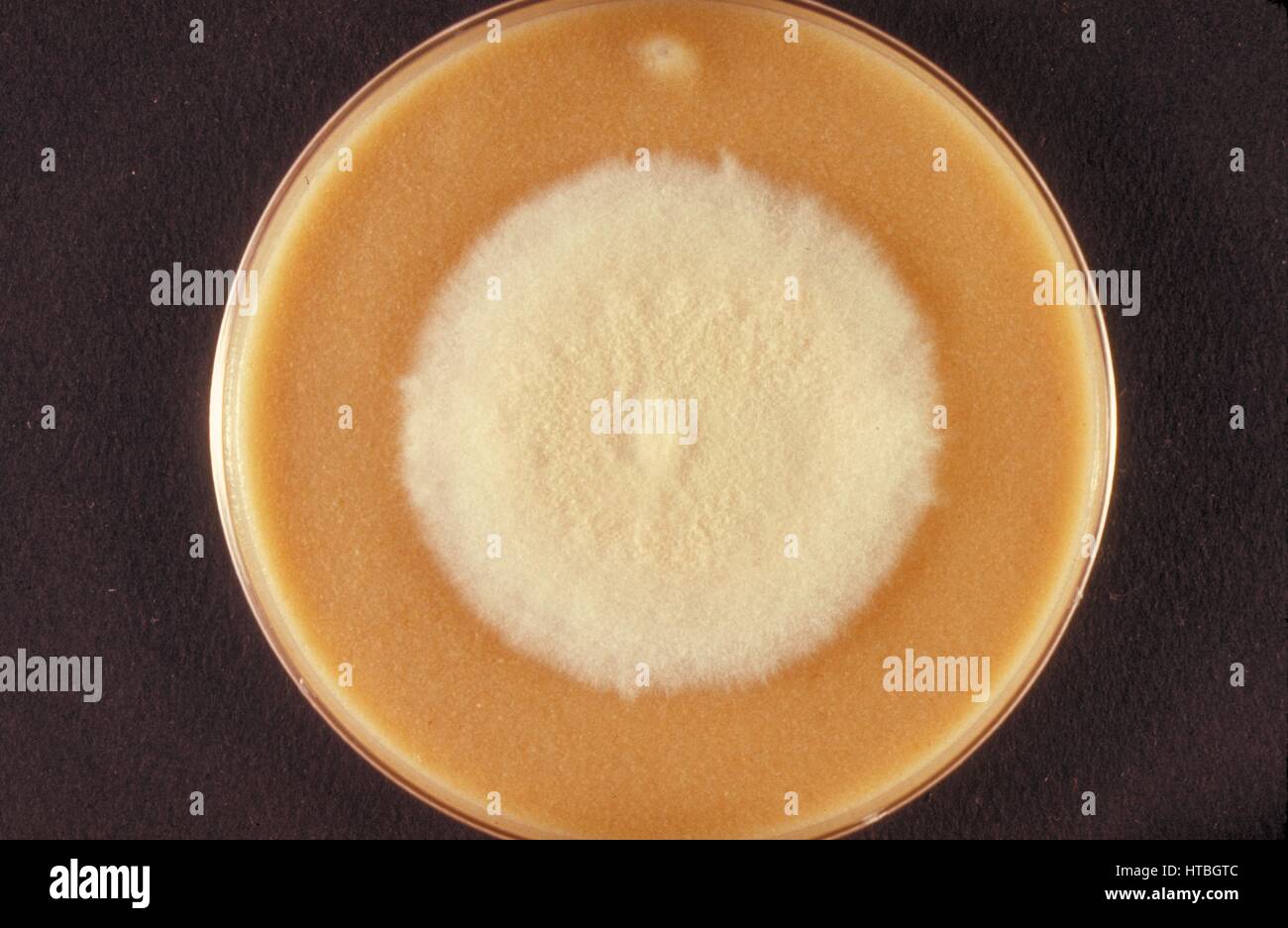Top view of a cereal agar plate culture growing the dermatophytic fungus Microsporum persicolor, 1973. Image courtesy CDC/Dr. Arvind A. Padhye. Stock Photo