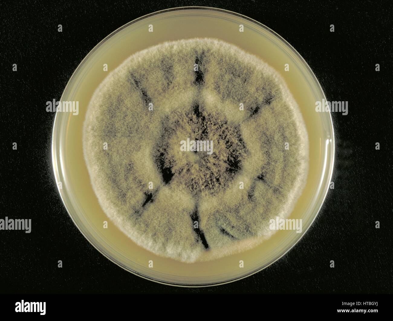 Sabouraud's dextrose agar plate culture growing the fungus Curvularia harveyi, 1973. Image courtesy CDC/Dr. William Kaplan. Stock Photo