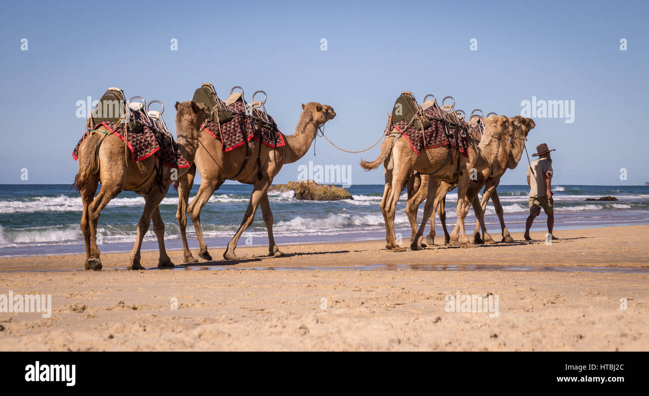 Coffs Harbour, Australia on August 14, 2016: Tourist guide walking camels on beach Stock Photo