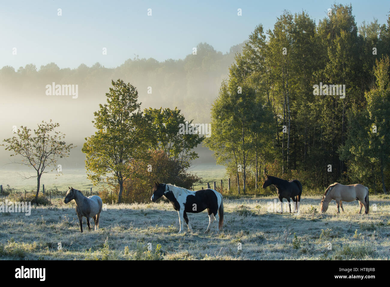 Horses grazing at dawn, La Pêche, Les Collines-de-l'Outaouais, Quebec, Canada Stock Photo