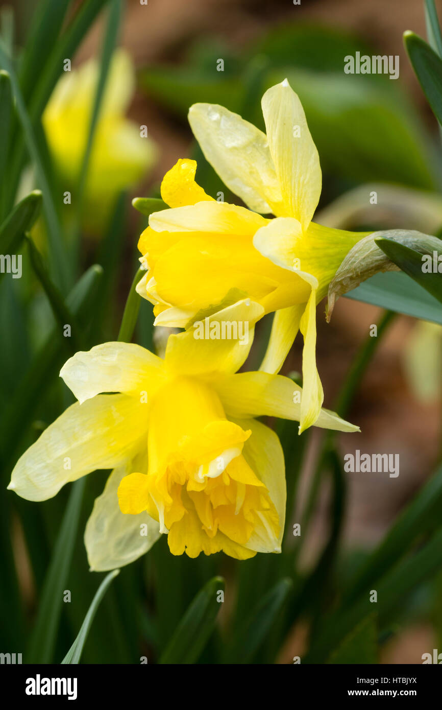 Double daffodil hi-res stock photography and images - Alamy