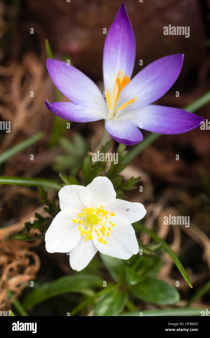 Purple flower of Crocus tommasinianus contrasts with the white of the wood anemone, Anemone nemorosa, in an early spring combination Stock Photo