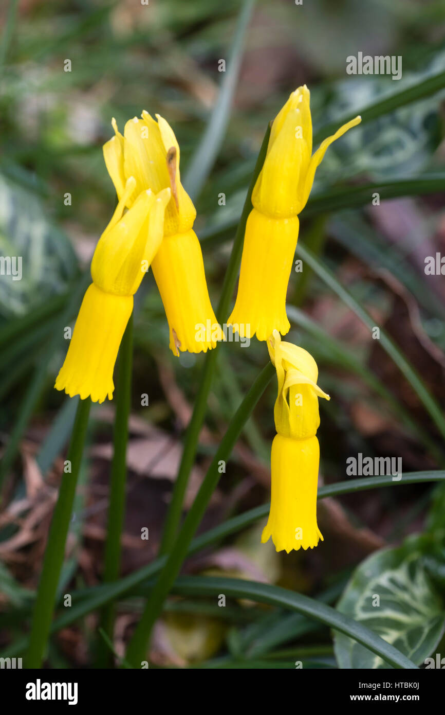 Close up of the swept back flowers of the early spring flowering bulb
