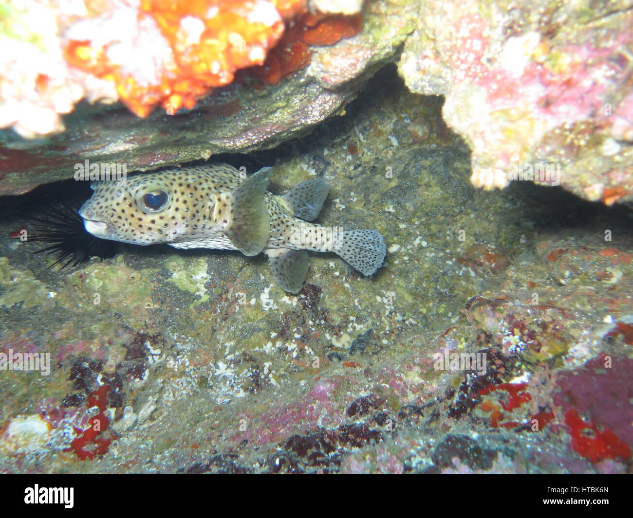 Spot-fin Porcupinefish (Diodon hystrix) hiding under rock Stock Photo