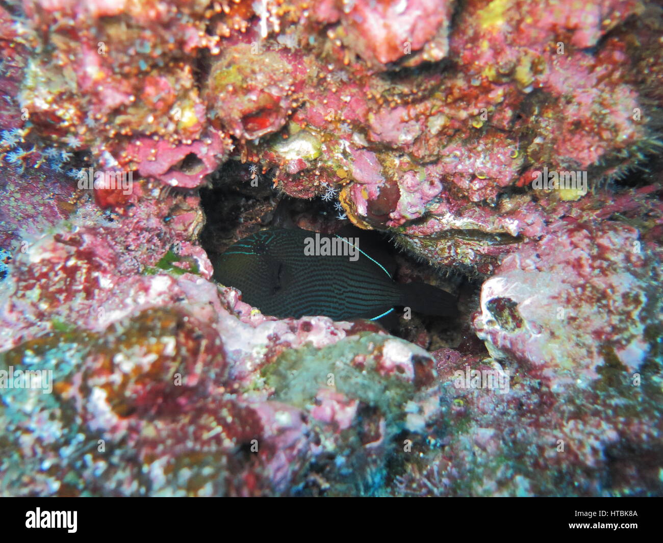 Black triggerfish or Black durgon ( Melichthys niger ) hiding in hole in rock Stock Photo