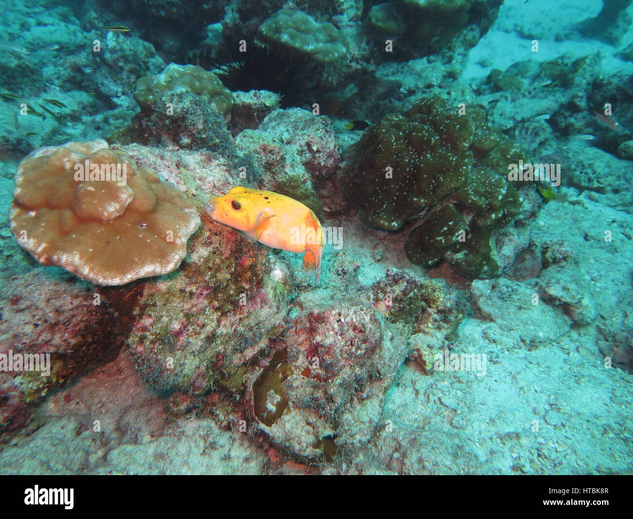 Guineafowl pufferfish, yellow phase (Arothron meleagris), Cocos island Stock Photo