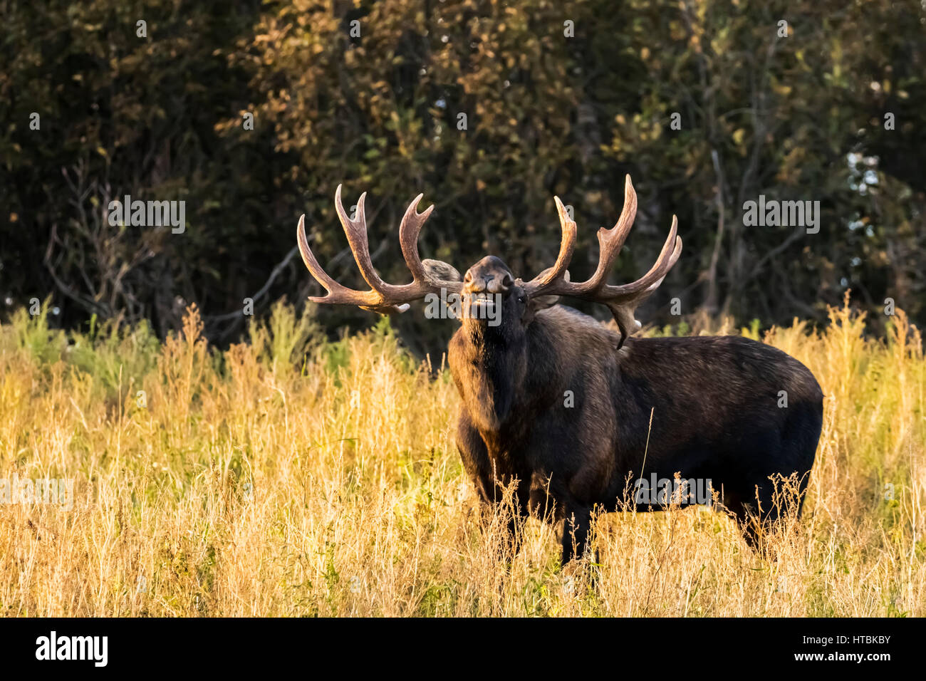 Bull moose (alces alces) doing flehman response to check cow's scent during the rut season in autumn, South-central Alaska Stock Photo