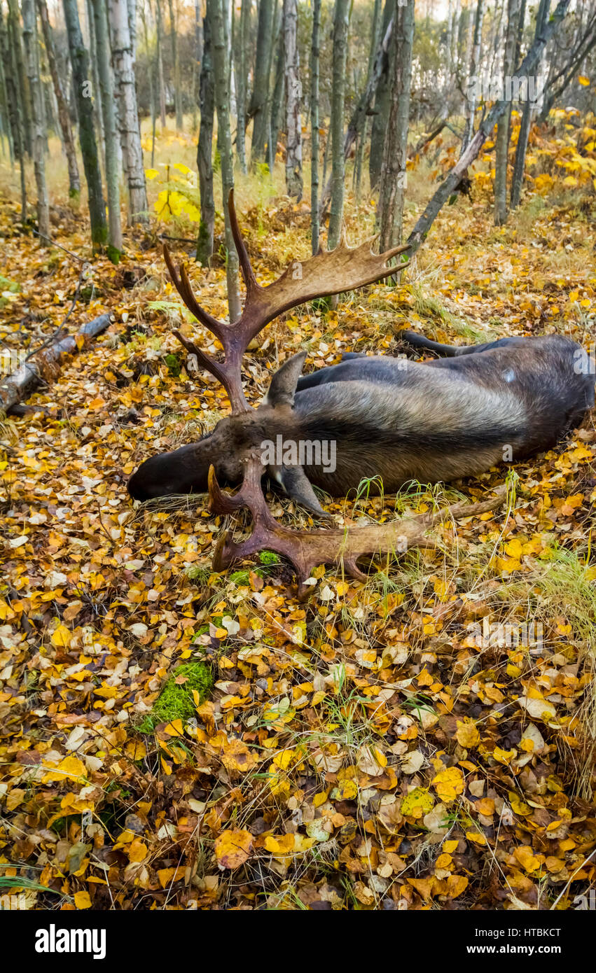 Large bull moose (alces alces) sleeps in the woods among fallen autumn coloured leaves, South-central Alaska; Anchorage, AK, USA Stock Photo