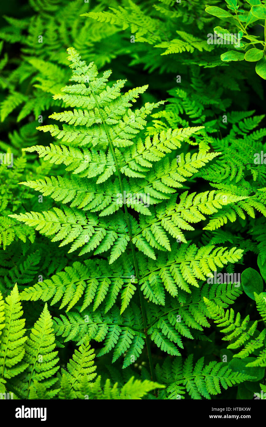 Close up fern hi-res stock photography and images - Alamy