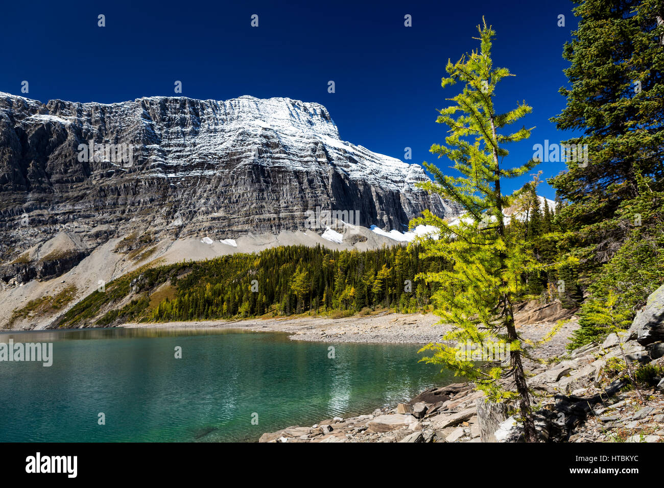 Rocky shoreline along alpine lake with larch tree in the foreground and snow capped mountain and blue sky in the background Stock Photo