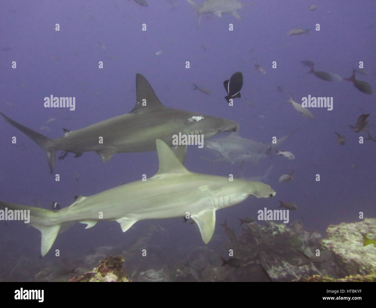 Two scarred scalloped hammerhead sharks (Sphyrna lewini), Cocos island ...