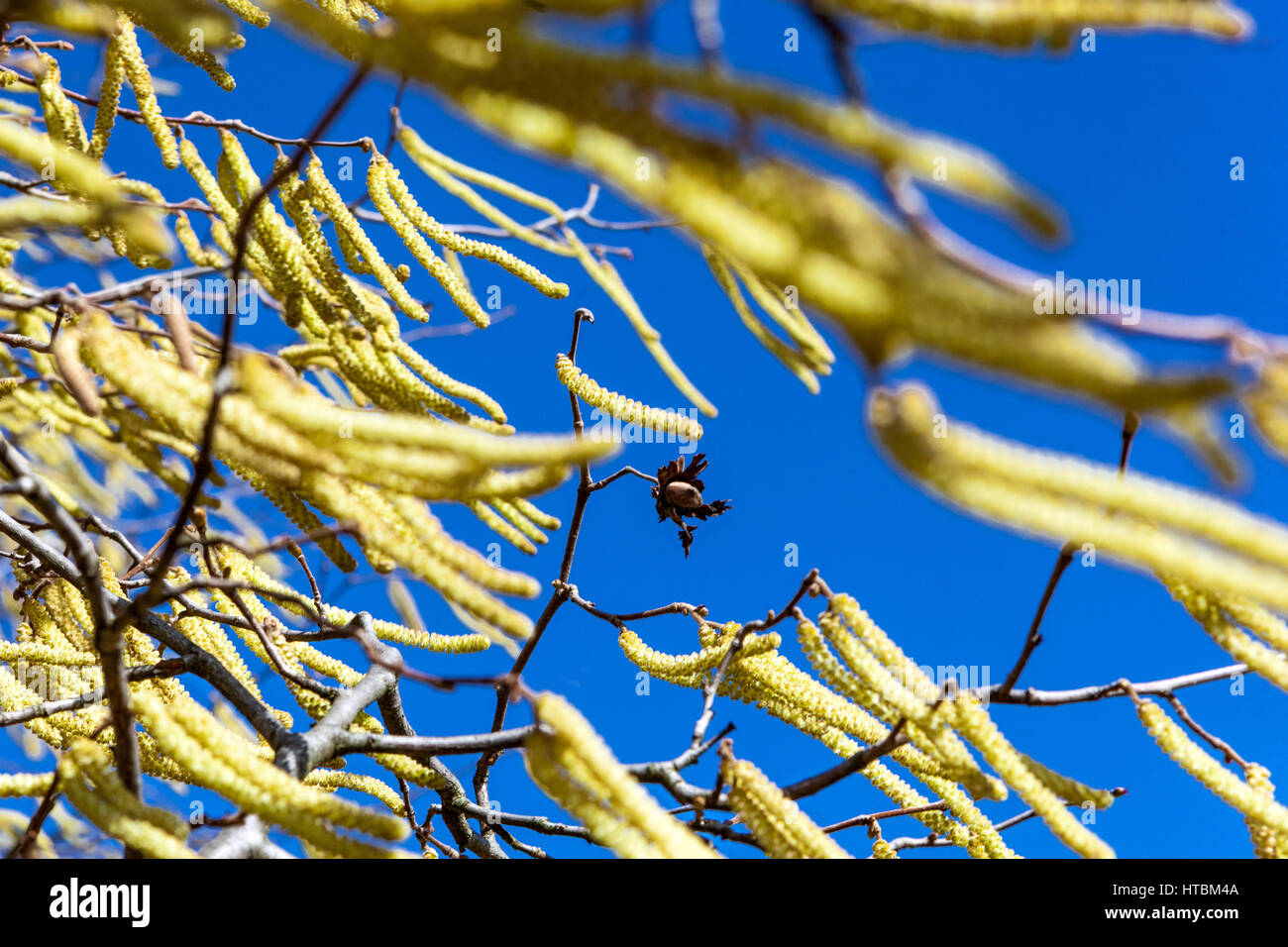 Corylus avellana Corkscrew Hazel catkins, last nut on a branch, Spring pollen allergy, catkins in the wind Stock Photo