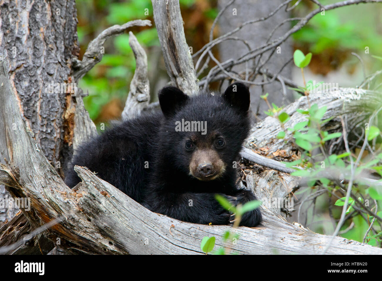 Baby black bear hi-res stock photography and images - Alamy