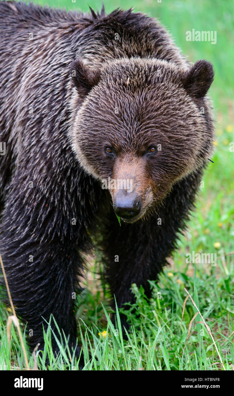 Grizzly Bear (Ursus arctos) feeding on grass, North America Stock Photo