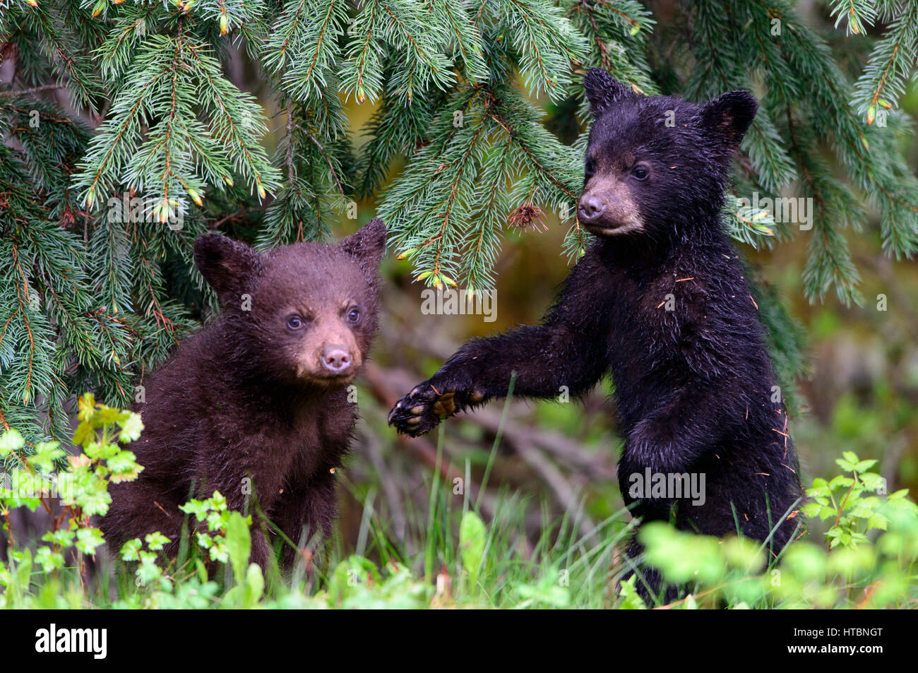 Black Bear cubs (Ursus americanus) at play, North America Stock Photo
