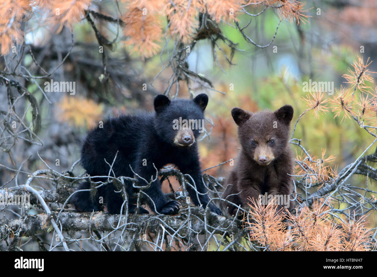 Black Bear siblings (Ursus americanus) rest in a pine tree, North America Stock Photo